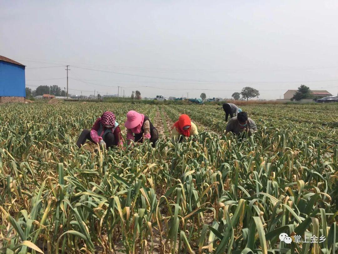 今日金乡大蒜论坛，学习、变革与自信的成长之旅展望盛会