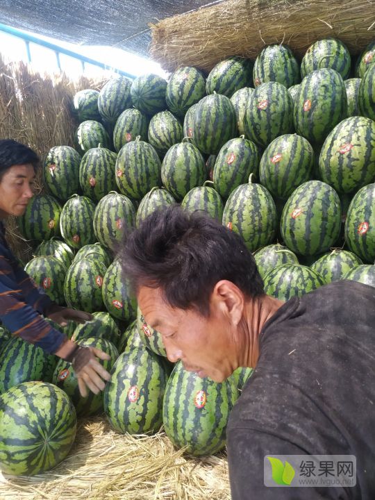 青州西瓜价格最新动态更新