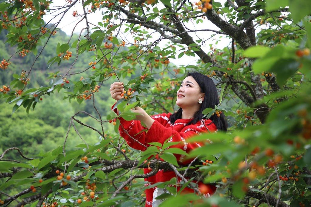 樱桃视频最新破解版,探索与体验之旅