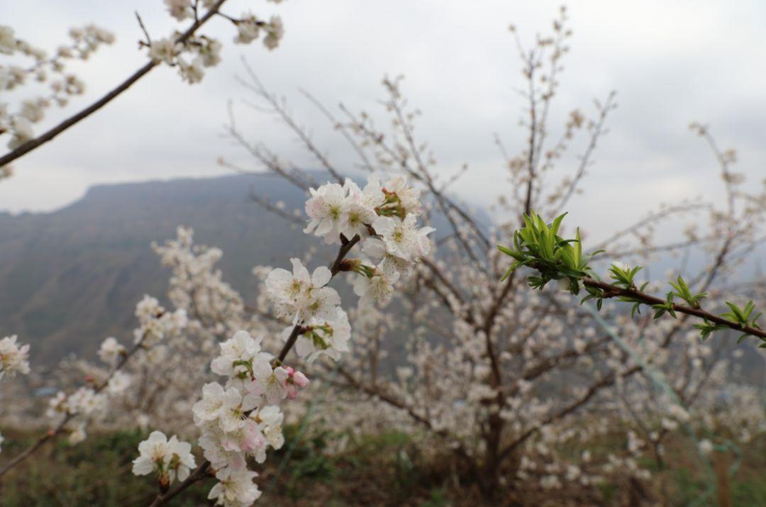 樱桃视频最新破解版,探索与体验之旅