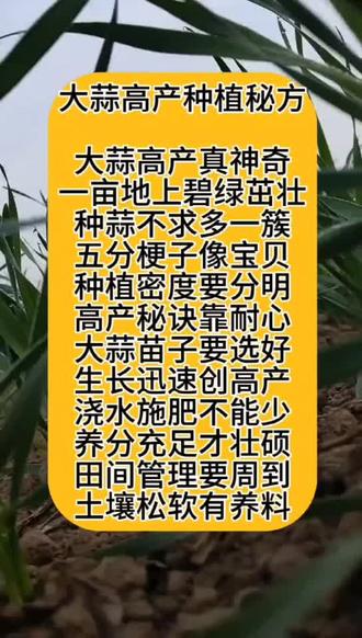 大蒜最新高产种植技术揭秘，小巷深处的农业探索之旅