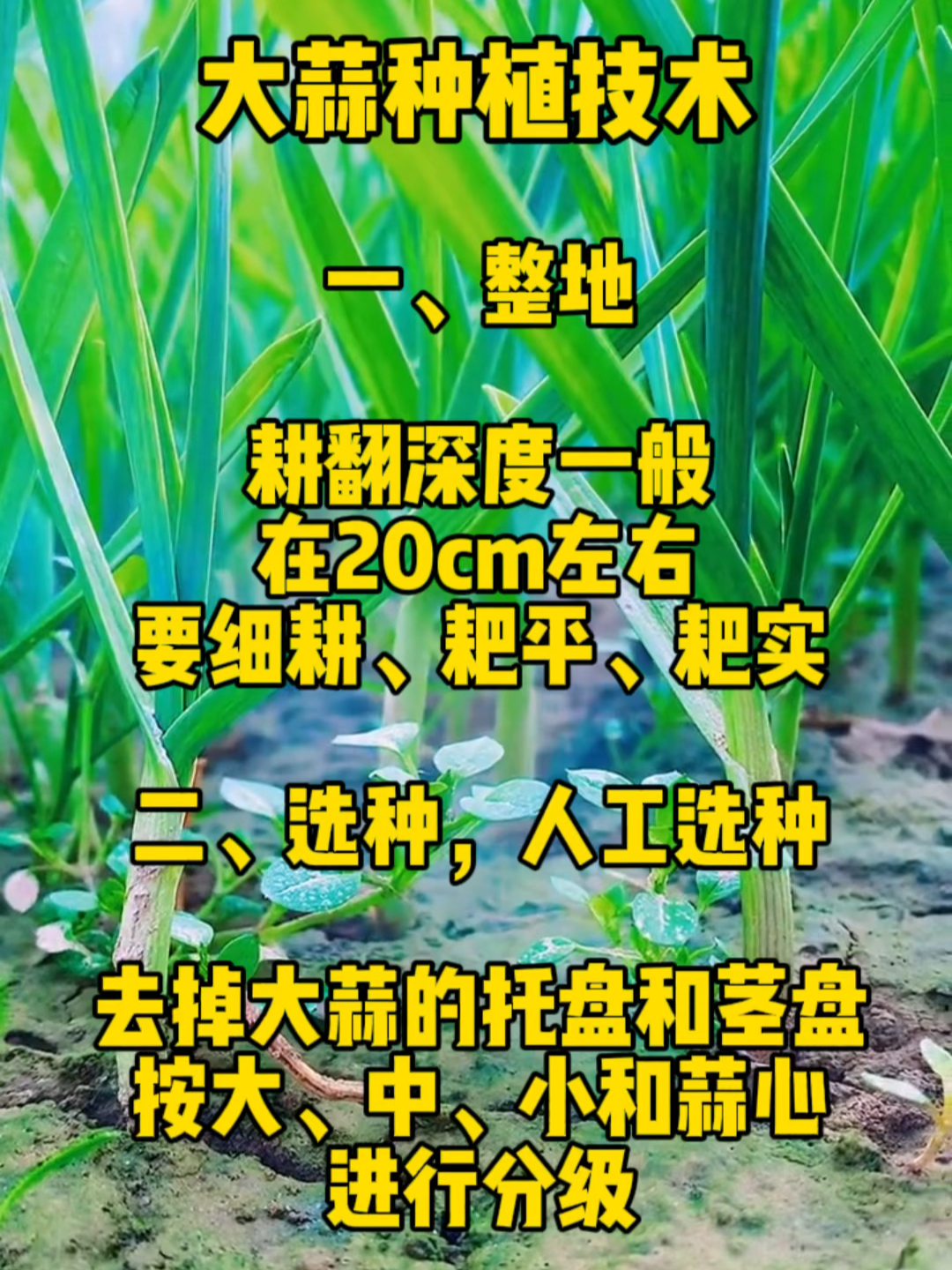 大蒜最新高产种植技术揭秘,小巷深处的农业探索之旅