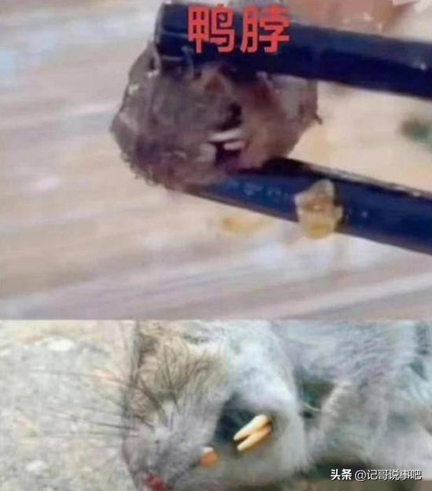 四鸭最新动态,学习变化的力量,自信成就感的旅程揭秘