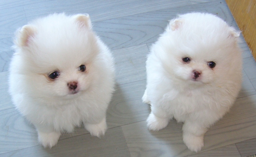 最新可爱小动物，普遍吸引力及其影响探究