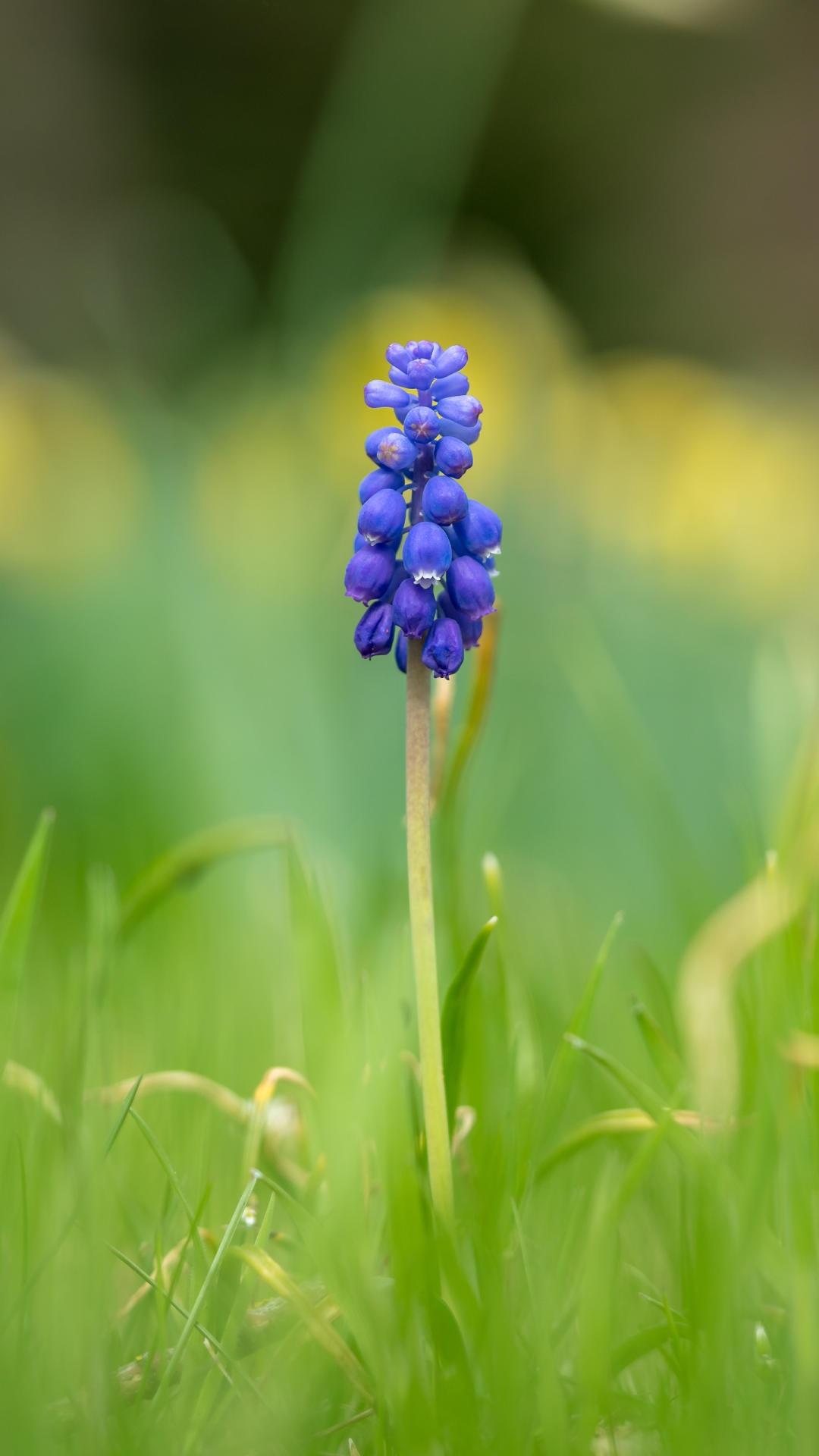 落花网最新网址，自然美景的治愈之旅探索启程