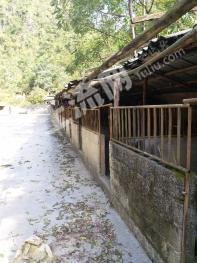 广西养殖业蓬勃发展，最新发展动态与消息速递