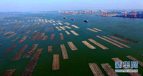 广西养殖业蓬勃发展,最新发展动态与消息速递