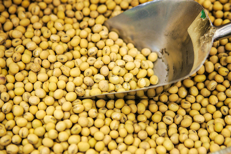 最新进口大豆价格及分析，揭示影响因素与动态趋势