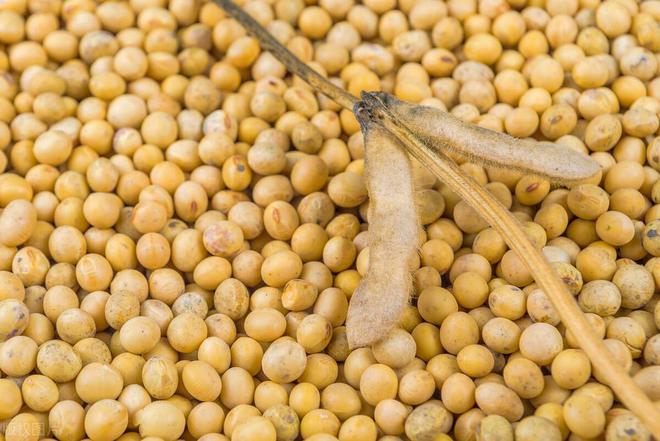 最新进口大豆价格及分析,揭示影响因素与动态趋势