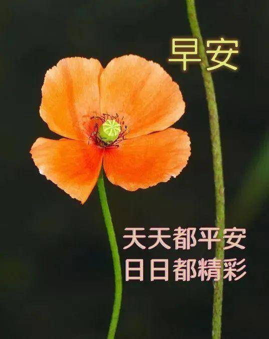 阳光下的温馨日常，最新早晨问候图片