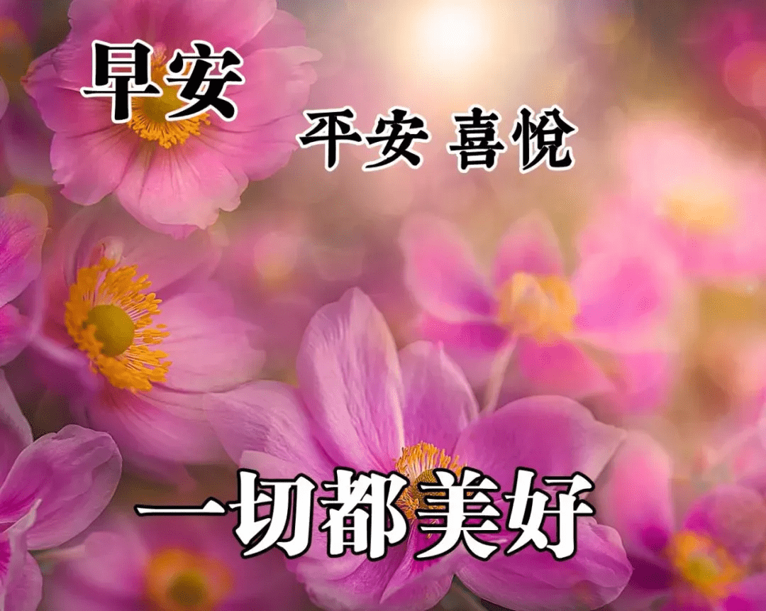 阳光下的温馨日常,最新早晨问候图片