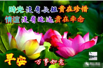 阳光下的温馨日常,最新早晨问候图片