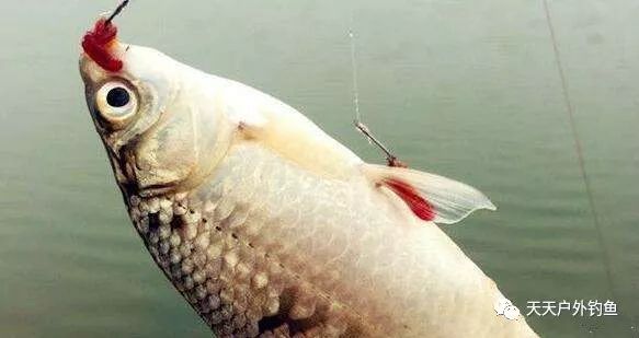 揭秘高效钓鱼秘籍，轻滑鲫拉红虫最新开法实战指南
