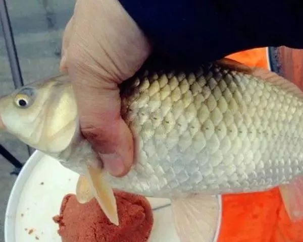 揭秘高效钓鱼秘籍,轻滑鲫拉红虫最新开法实战指南