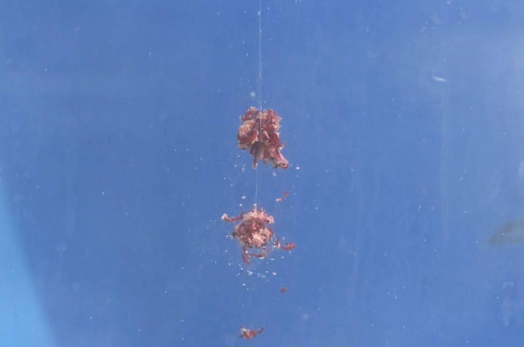 揭秘高效钓鱼秘籍,轻滑鲫拉红虫最新开法实战指南