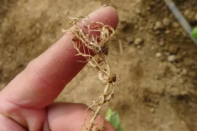 最新治疗根线虫特效药，农业生产的福音