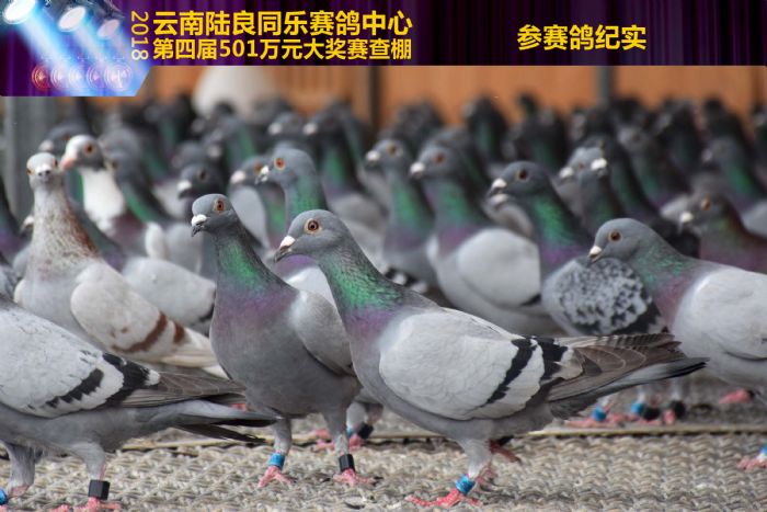 陆良同乐公棚最新动态，变化中的学习力量，成就感的源泉