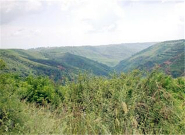 陕西林场改革绿意盎然,新篇章开启,最新改革动态及进展报告!