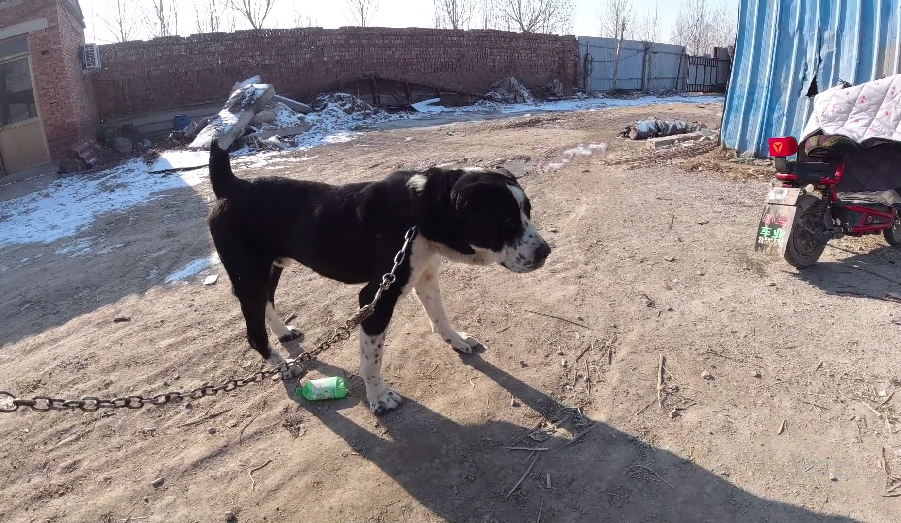 天一犬舍,长毛种公犬的最新崛起与培育之路