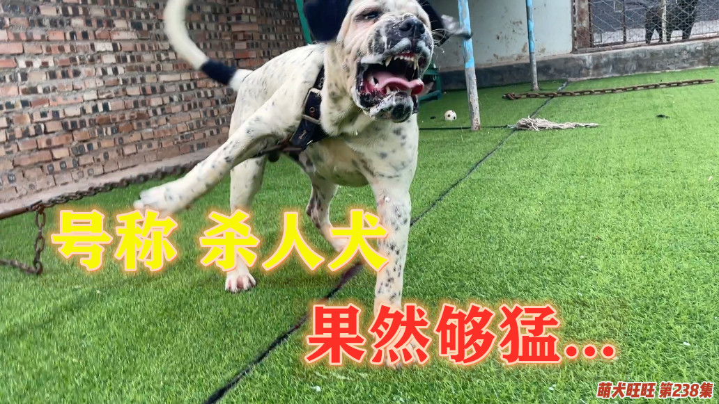 天一犬舍,长毛种公犬的最新崛起与培育之路