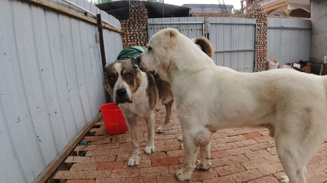 天一犬舍,长毛种公犬的最新崛起与培育之路