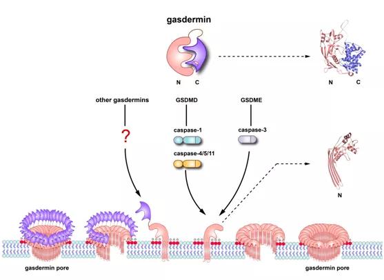 DMD治疗最新进展，世界范围内的创新突破