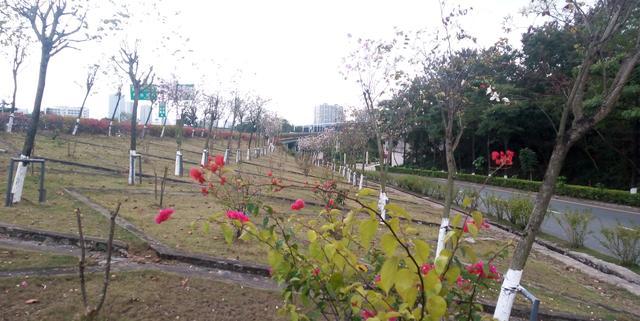 凤岗并入深圳最新动态,自然美景之旅,探寻内心宁静之地