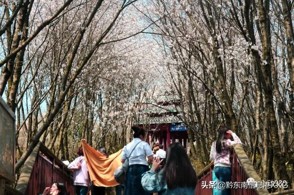 白午安置房最新动态，最新消息与进展🏠🌱