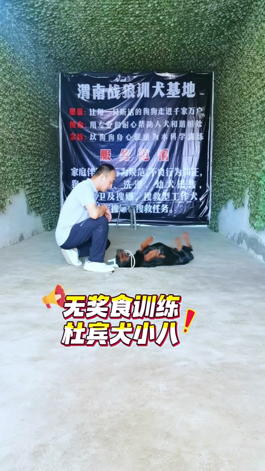 渭南黑旦犬舍,最新德牧品质与专业的完美融合