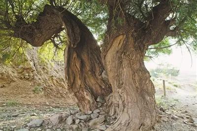 宁夏地震局最新消息揭秘,地震探秘之旅的温馨之旅